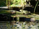 FZ019867 Marsh frogs (Pelophylax ridibundus).jpg